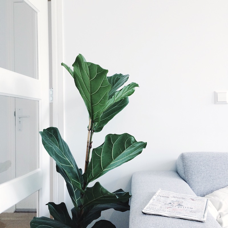 Why you should add plants to interior