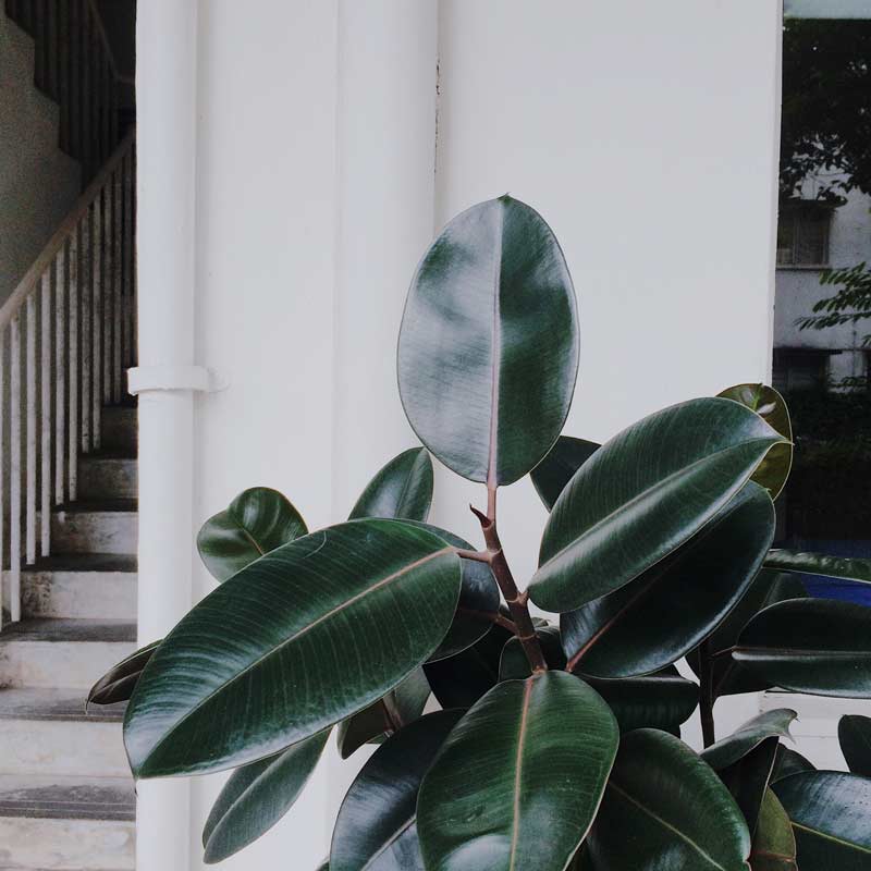 Ficus elastica house plant